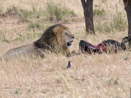 Bologonja_Seronera2009-50